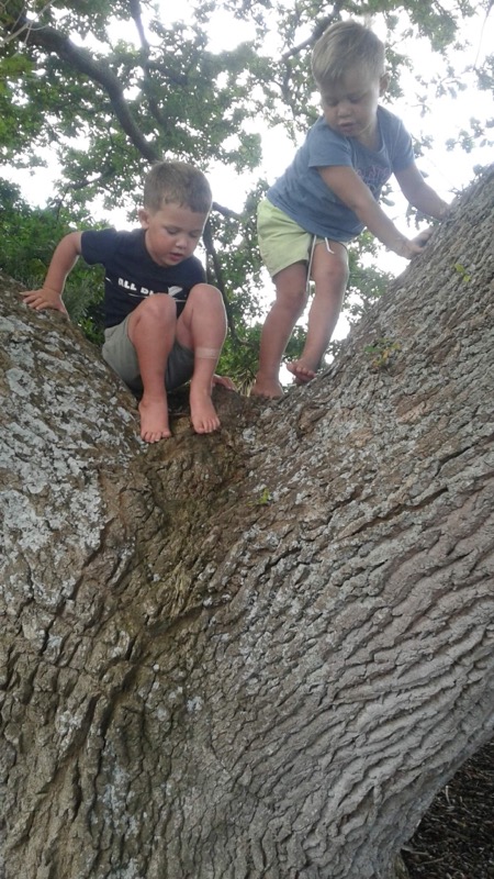 Two children climbing a large tree trunk in the preschool grounds